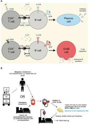 Phorbol-12-myristate-13-acetate is a potent enhancer of B cells with a granzyme B+ regulatory phenotype